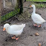 Wunderschoene Auf Dem Bauernhof *