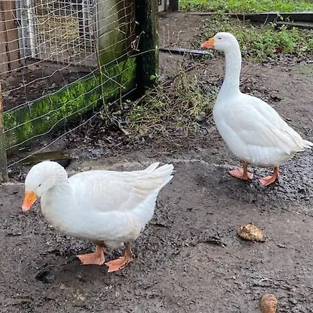 Wunderschoene Auf Dem Bauernhof *