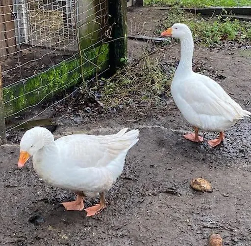 Wunderschoene Auf Dem Bauernhof *